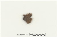 藏品(卷葉曲背苔)的圖片